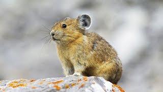 Le pika, cette petite crapule des montagnes - ZAPPING SAUVAGE