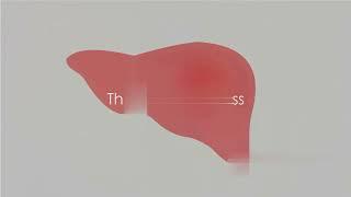 Your Liver.The Ultimate Multitasker