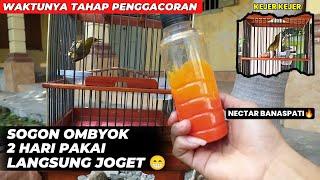 UPDATE SOGON TROTOL HASIL NGOMBYOKWAKTUNYA PENGGACORAN