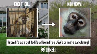 Former Pet Monkey Kiki Starts a New Life at Born Free USA's Primate Sanctuary