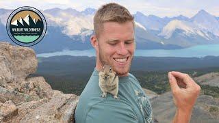 Friendly Ground Squirrel on Top of Bald Hills Trail