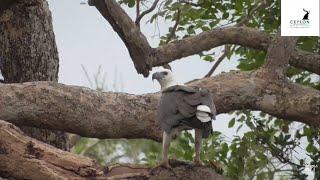 Meal time - White bellied sea eagle, Wilpattu National Park, Sri Lanka Ceylon Wild Tales