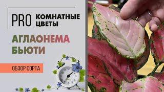 Аглаонема Бьюти - обзор сорта. Яркое комнатное растение для ценителей.