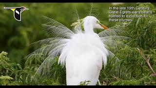 The Great Egret During Nesting Season