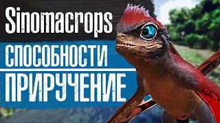 ARK: Sinomacrops ПРИРУЧЕНИЕ и СПОСОБНОСТИ Lost Island | АРК Синомакропс СПАВН Лост Айленд