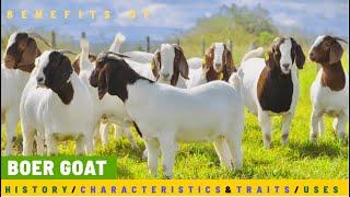 BOER GOATS | HISTORY OF THE GOAT BREED | CHARACTERISTICS AND TRAITS | BREED FOR MEAT!