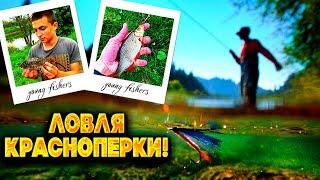 ЛОВЛЯ КРУПНОЙ КРАСНОПЕРКИ И ГУСТЕРЫ! КАК НАЛОВИТЬ МНОГО КРАСНОПЕРКИ НА РЕКЕ?