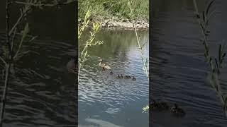 Wild Duckling #wildlife #yyc #canada