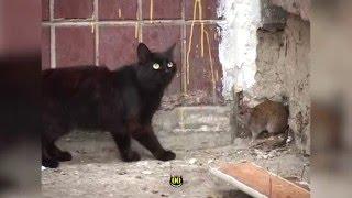 Rat attacks cats || HiCat Evil