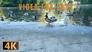 Quack Attack: Cute Ducks for Your Cat's Amusement