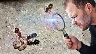 FOURMIS : Comment trouver la fourmilière ? (et s'en débarrasser )