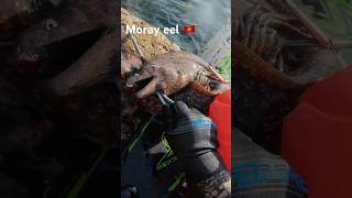 Spearfish moray eel  Подводная охота на мурену #spearfishing #morayeel #fishing #montenegro