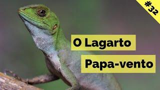 Lagarto Papa-vento  - Enyalius perditus / Diário Animal