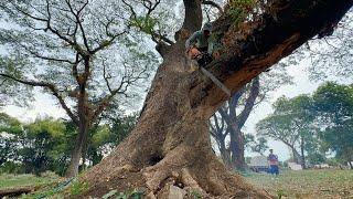 The most dangerous logging of large trembesi trees‼️