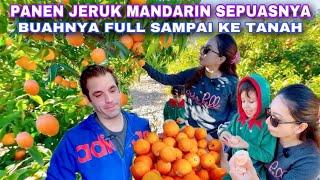 PANEN JERUK MANDARIN SEPUASNYA.. BERUNTUNG PUNYA TETANGGA BAIK DI SPANYOL