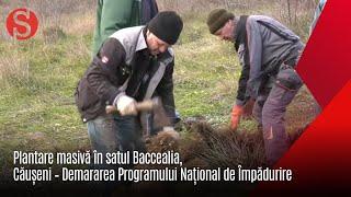 Plantare masivă în satul Baccealia, Căușeni – Demararea Programului Național de Împădurire