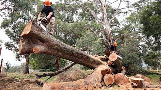 Firewood Cutting - The Power Of Stihl Chainsaws