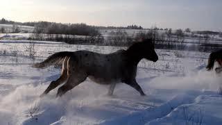 Что будет если выпустить лошадей на свободу.