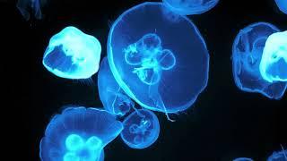 GREEN JELLYFISH | MOST SATISFYING | UNDER WATER | KOYZ TV