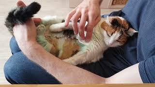 Suture treatment after surgery for a cat / Обработка швов после хирургической операции у кошки