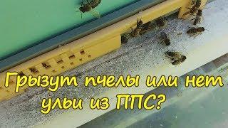 ПЧЕЛОВОДСТВО, грызут пчелы  или нет ульи из ППС?