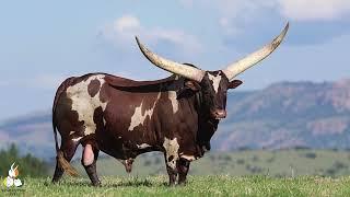 Ankole Stud Bull