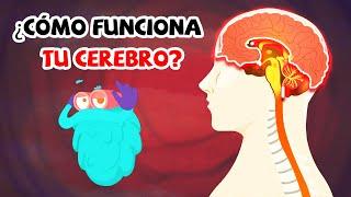 ¿Cómo funciona exactamente tu cerebro? | Ciencias para niños