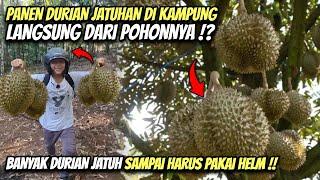 DURIAN JATUHAN HASIL PANEN KANG IRLAN DI KAMPUNG