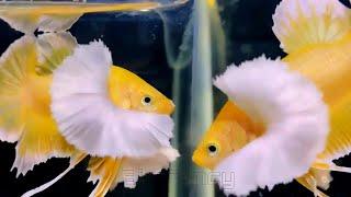 06"Most Beautiful Betta Fish | Stunning Betta Fish Varieties (Siamese Fighting Fish)"