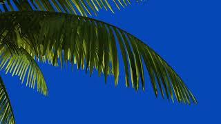 PALM TREE BRANCH ANIMATION LOOP Free Blue Screen/Chroma Key Download