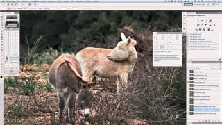 Laboratorio di casi pratici di correzione colore - White Donkey: Confronto delle versioni (2/2)