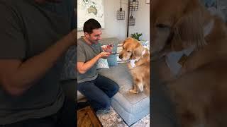 Dog translator app  Subscribe for part 2 #shorts #dog #comedy