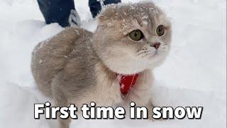 A Scottish Fold cat first time in Lake Tahoe seeing snow and walking in snow | Cats and Snow