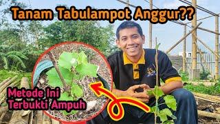 Cara Menanam Tabulampot Anggur Import untuk Pemula