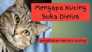 Mengapa Kucing Suka Dielus