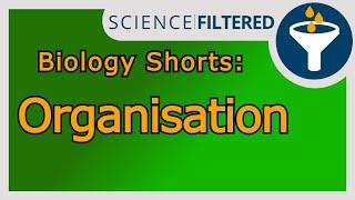 Video 32 - Optimum pH of enzymes - graphs