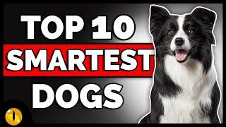 TOP 10 SMARTEST DOG BREEDS