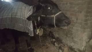 A Buffalo about to die due to drenching Pneumonia in Pakistan