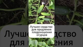 Лучшее средство как продлить плодоношение огурцов!  #огород #рецепт #огурцы  #дача