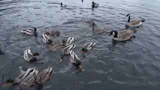 Mallard ducks and Canada geese at Swan Lake - Feb 15 2018