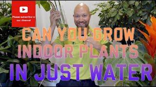 Can you grow indoor plants in just water?