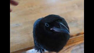 Baby Crow Makes Cute Sounds For Hugs