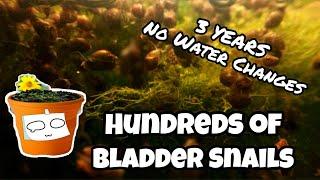 Bladder Snail Breeding Aquarium | Natural Macroalgae Filtration | No Water Changes