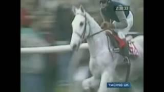 A tribute to Desert Orchid {Deep End} RIP Dessie