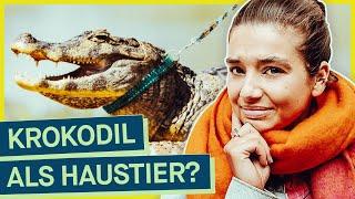 Exotische Tiere für zuhause: Wie easy kommt man an Krokodil, Tiger & Co als Haustier?