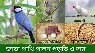 জাভা পাখি পালন পদ্ধতি ও দাম | Java Sparrow Bird Rearing | Java Pakhi Palon