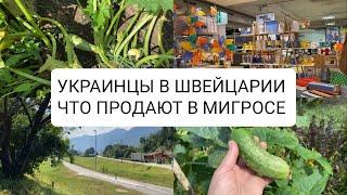 Наша жизнь в Швейцарии. Обзор магазина Мигрос и своего огорода.