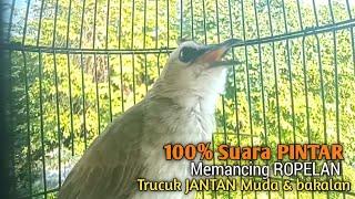 Trucuk BETINA memanggil Jantan Suara Birahi Ngecuplik 100% pancingan trucukan gacor agar BUNYI EMOSI