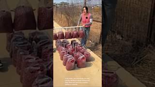 Handling multiple bags filled with red jujubes or cherries