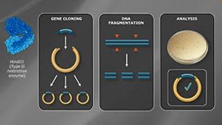 What is a Type II Restriction Enzyme?